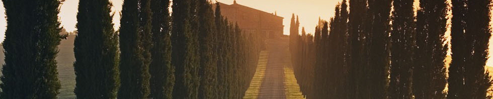 gallery/images-banners-Tree-road